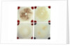 Four microscope slides showing an object similar to those marked AST103950 by unknown