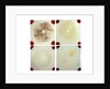 Four microscope slides showing an object similar to those marked AST103950 by unknown