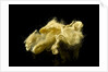 Two skeins of raw silk in an envelope by unknown