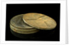 Newtonian primary mirror by William Herschel