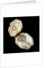 Diptych dial, leaves Ib and IIa by Nicolaus Miller