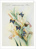 Front cover of Union Castle Line menu, depicting Rhodesian butterflies and moths by unknown