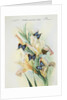 Front cover of Union Castle Line menu, depicting Rhodesian butterflies and moths by unknown