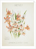 Front cover of Union Castle Line menu from RMS 'Pretoria', depicting South African flowers by unknown
