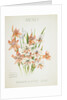 Front cover of Union Castle Line menu from RMS 'Pretoria', depicting South African flowers by unknown