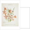 Front cover of Union Castle Line menu from RMS 'Pretoria', depicting South African flowers by unknown