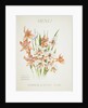 Front cover of Union Castle Line menu from RMS 'Pretoria', depicting South African flowers by unknown
