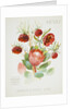 Front cover of Union Castle Line menu from Stirling Castle, depicting South African flowers by unknown