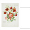 Front cover of Union Castle Line menu from Stirling Castle, depicting South African flowers by unknown