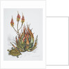 Front cover of Union Castle Line menu, depicting aloe plant and tortoise by Dick Findley