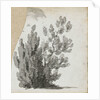 A study of a shrub by Thomas Baxter