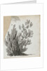 A study of a shrub by Thomas Baxter