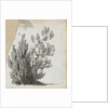 A study of a shrub by Thomas Baxter