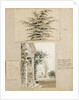 Study of a cedar tree by Thomas Baxter