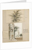 Study of a cedar tree by Thomas Baxter