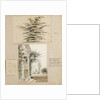 Study of a cedar tree by Thomas Baxter