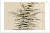 Study of a cedar tree by Thomas Baxter
