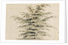 Study of a cedar tree by Thomas Baxter