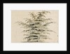 Study of a cedar tree by Thomas Baxter