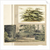 A study of a Cedar tree at Merton by Thomas Baxter