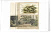 A study of a Cedar tree at Merton by Thomas Baxter