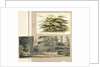 A study of a Cedar tree at Merton by Thomas Baxter