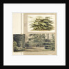 A study of a Cedar tree at Merton by Thomas Baxter