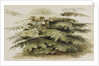 A study of a Cedar tree at Merton by Thomas Baxter