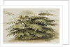 A study of a Cedar tree at Merton by Thomas Baxter