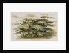 A study of a Cedar tree at Merton by Thomas Baxter