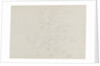A study of garden plants including a rose foliage and honeysuckle by Thomas Baxter