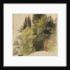 A study of trees in the grounds at Merton Place by Thomas Baxter