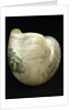 Engraved nautilus shell commemorating Nelson's victories by C. H. Wood