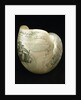 Engraved nautilus shell commemorating Nelson's victories by C. H. Wood