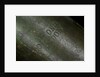 Pocket telescope - draw tube inscription by Dollond