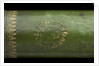 Pocket telescope - draw tube inscription by Hamel