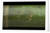 Pocket telescope - draw tube inscription by Hamel
