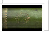 Pocket telescope - draw tube inscription by Hamel
