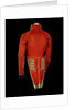 Coatee - back, Royal Marines uniform: pattern 1830 by unknown