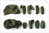 Two packets of cartridges by unknown