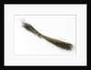 Bristles by unknown