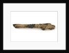 Timber fragment by unknown