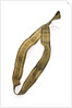 Ribbon by unknown