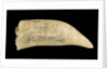 Whale tooth by unknown