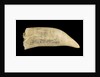 Whale tooth by unknown