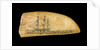 Whale tooth by unknown