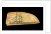 Whale tooth by unknown