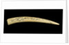 A cribbage board and two pegs, carved from a walrus tusk with a polar bear, walrus head, and three seals carved in relief by Inuit