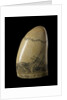 Whale tooth by unknown