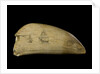 Whale tooth by Unknown